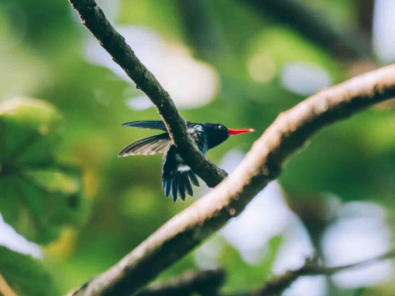 Colibri sur le sentier du Parc Tayrona