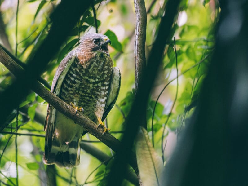 Petite buse pendant la randonnée de 2 jours au Parc Tayrona
