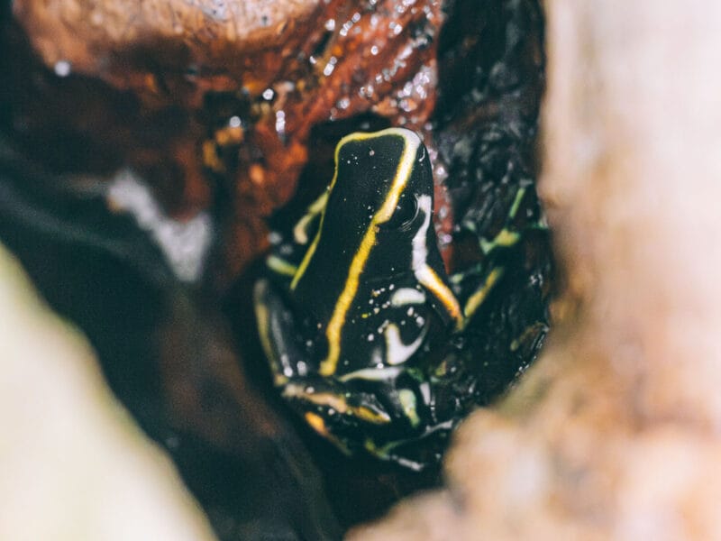 Grenouille venimeuse sur le sentier du parc Tayrona