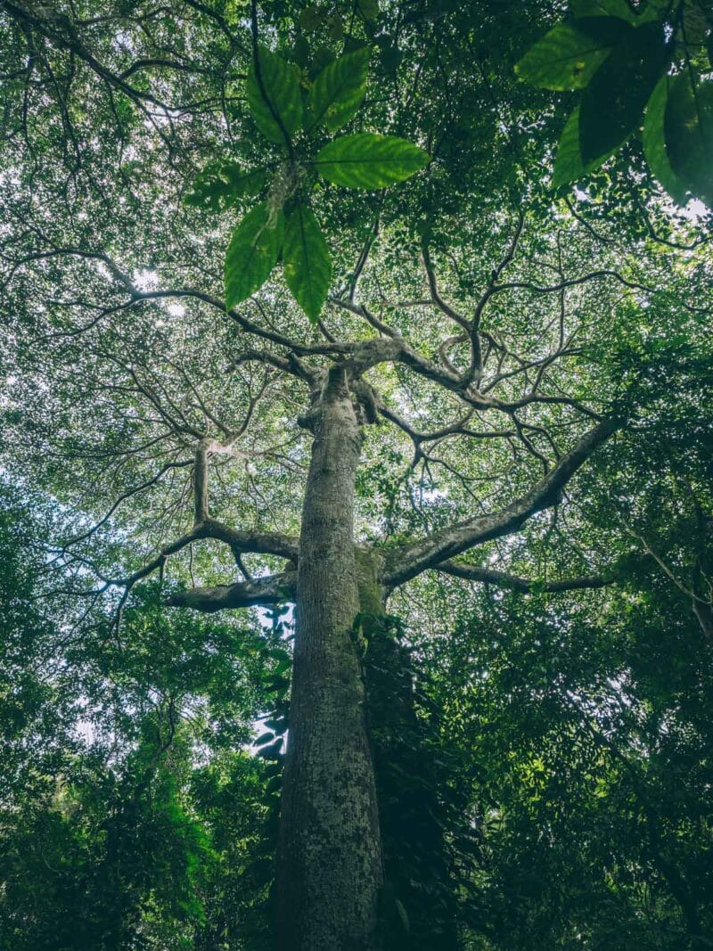 Trek de 2 jours au Parc Tayrona : de Calabazo à El Zaino