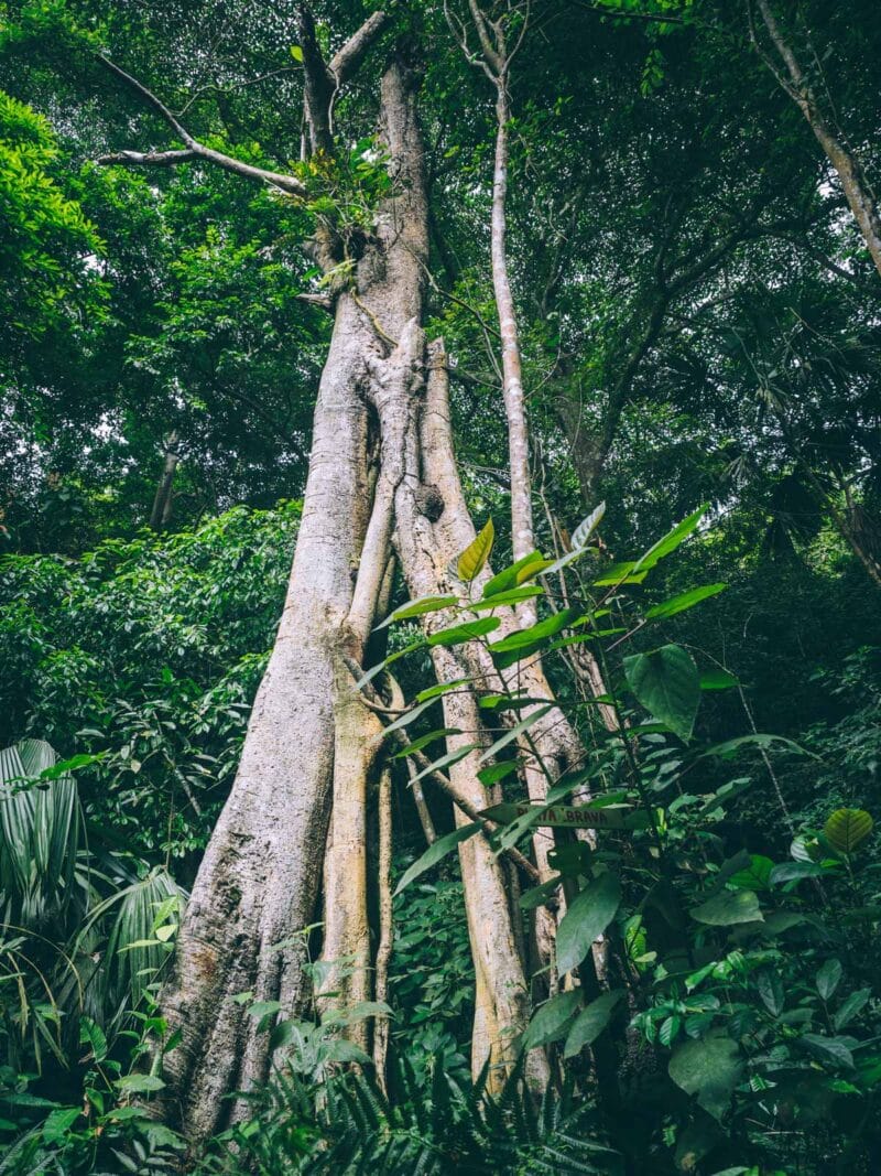 Sur le sentier entre Playa Brava et Cabo San Juan au Parc Tayrona