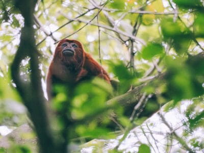 Singe hurleur à la fin du sentier de randonnée au parc Tayrona