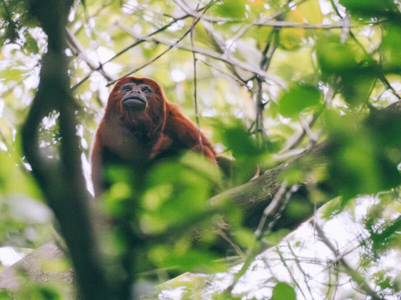 Singe hurleur à la fin du sentier de randonnée au parc Tayrona