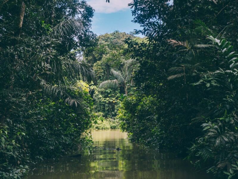 Visiter l’Amazonas en Colombie : le guide pour découvrir le département du fleuve Amazone
