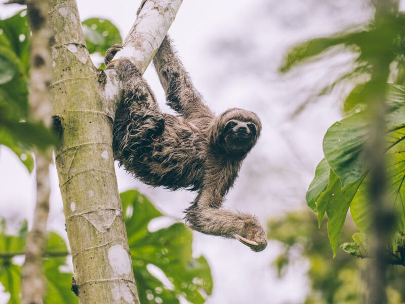 Visiter l’Amazonas en Colombie : le guide pour découvrir le département du fleuve Amazone