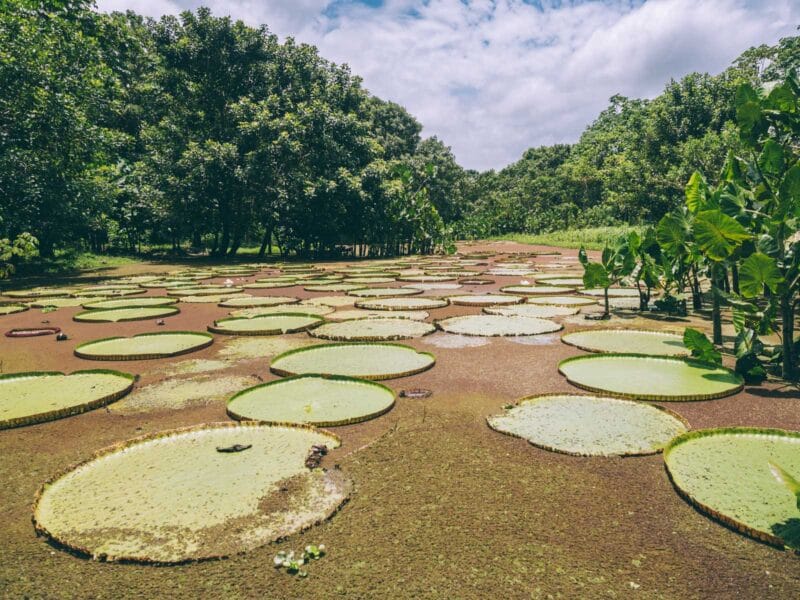Visiter l’Amazonas en Colombie : le guide pour découvrir le département du fleuve Amazone
