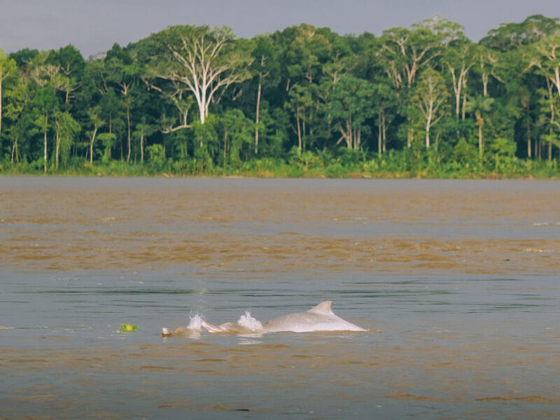 Visiter l’Amazonas en Colombie : le guide pour découvrir le département du fleuve Amazone