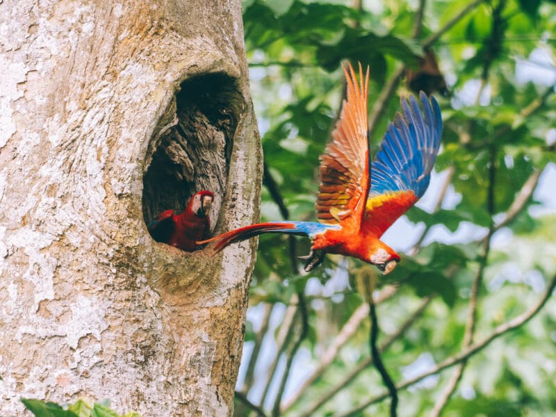 Visiter l&rsquo;Amazonas, toutes les informations pratiques