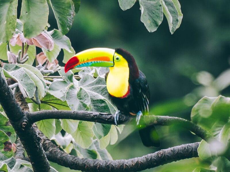Visiter Minca, Sierra Nevada de Santa Marta