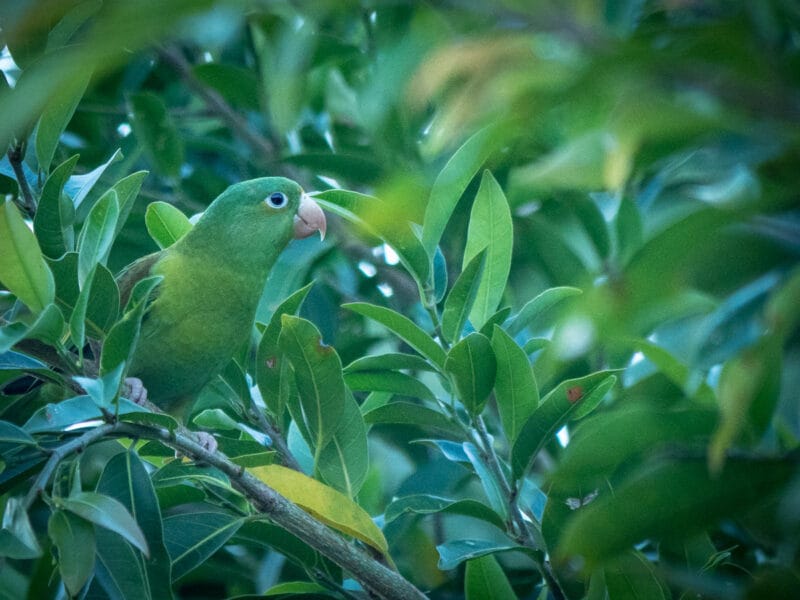 Visiter Minca, Sierra Nevada de Santa Marta