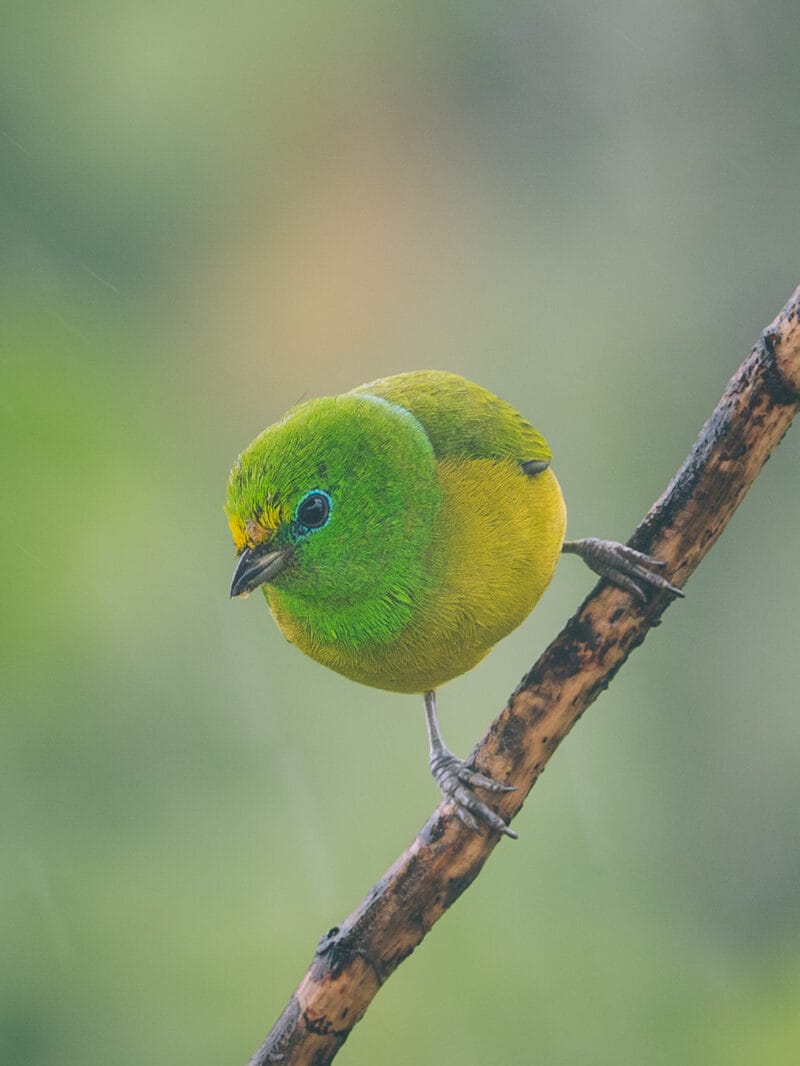 Visiter Minca, Sierra Nevada de Santa Marta