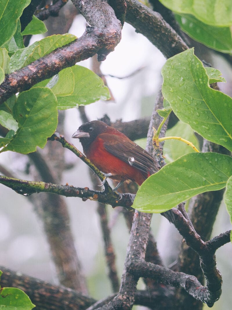 Visiter Minca, Sierra Nevada de Santa Marta