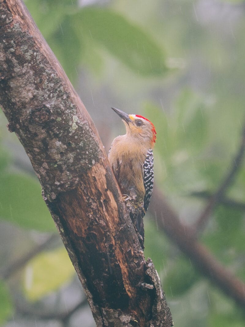 Visiter Minca, Sierra Nevada de Santa Marta