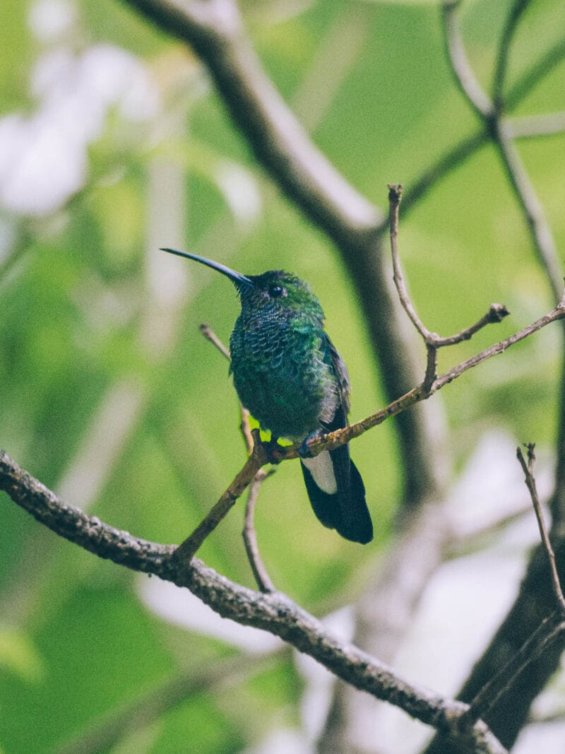 Visiter Minca, Sierra Nevada de Santa Marta