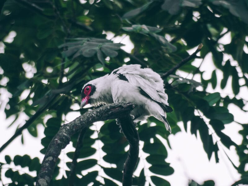 Visiter Minca, Sierra Nevada de Santa Marta
