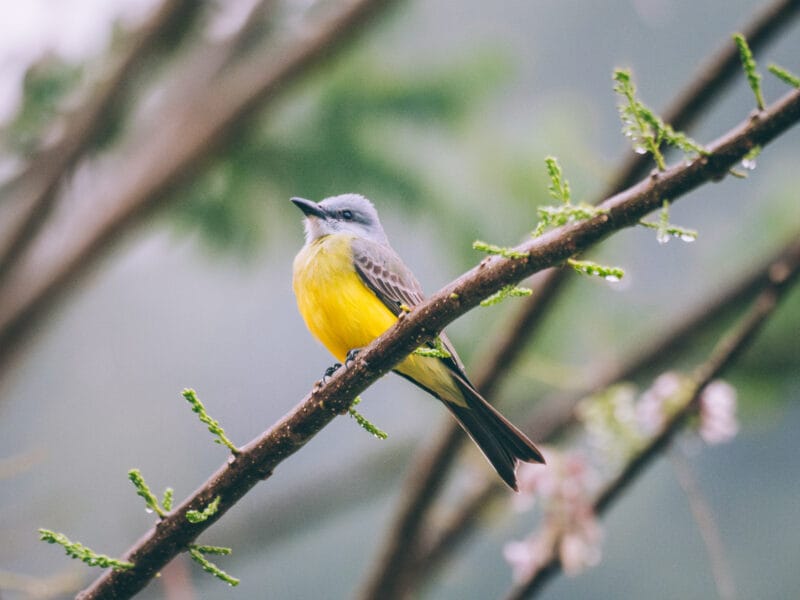 Visiter Minca, Sierra Nevada de Santa Marta