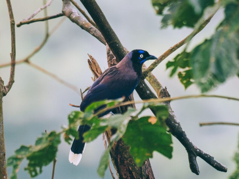 Visiter Minca, Sierra Nevada de Santa Marta