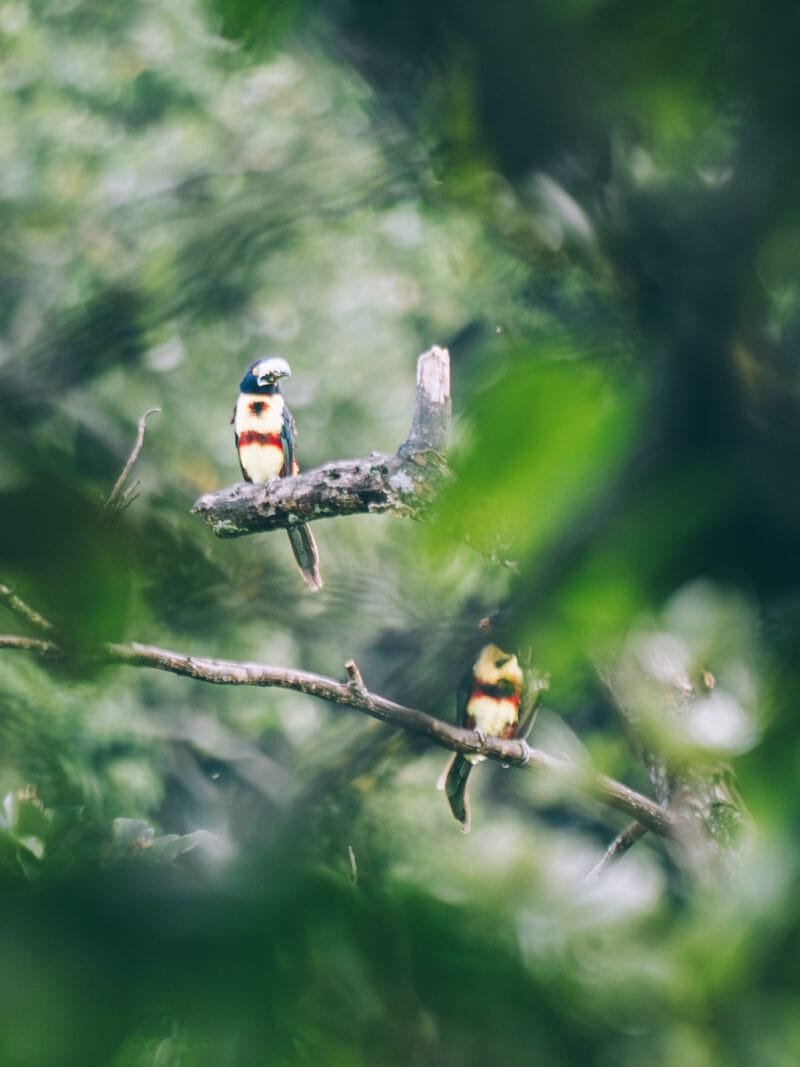 Visiter Minca, Sierra Nevada de Santa Marta