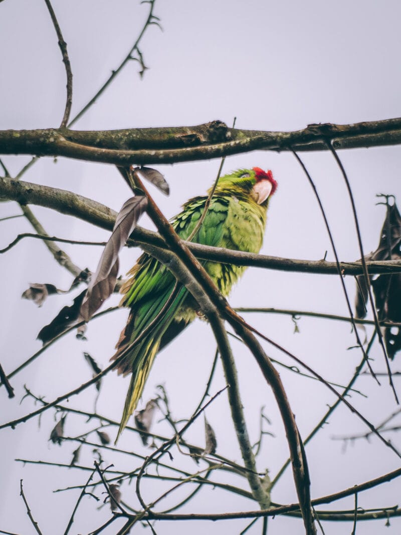 Visiter Minca, Sierra Nevada de Santa Marta