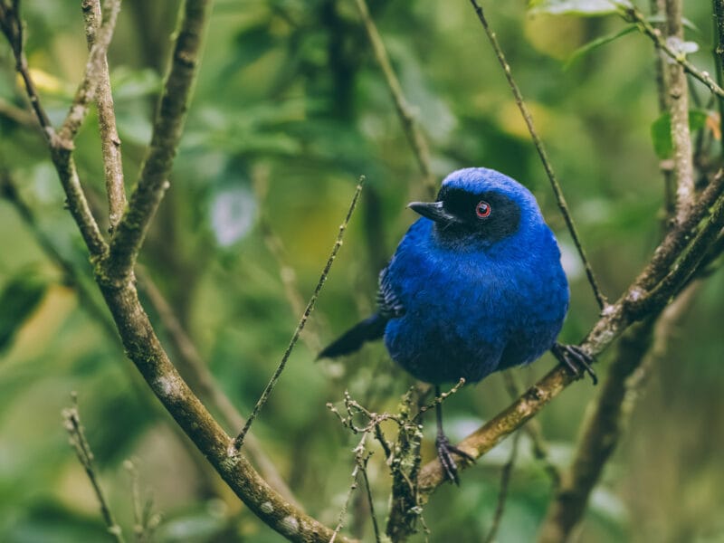 Observation d’oiseaux autour de Manizales avec un guide ornithologue