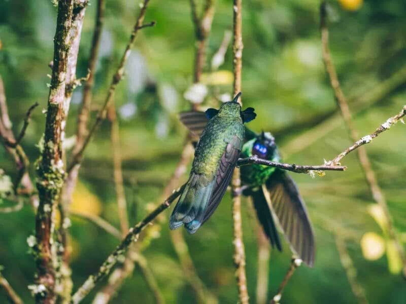 Observation d’oiseaux autour de Manizales avec un guide ornithologue