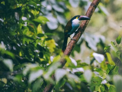 Observation d&rsquo;oiseaux autour de Manizales avec un guide ornithologue